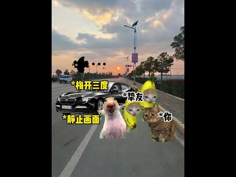 那个永远不会让你冷场的朋友还在嘛 有趣 猫meme 猫meme剧场 猫meme小剧场 内容过于真实  故事 貓 猫猫m… サムネイル