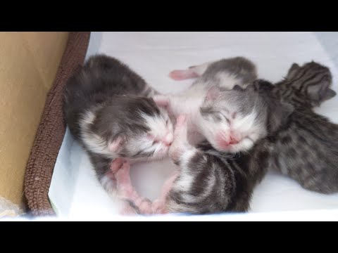 生後7日目の子猫たち【スコティッシュフォールド赤ちゃん】