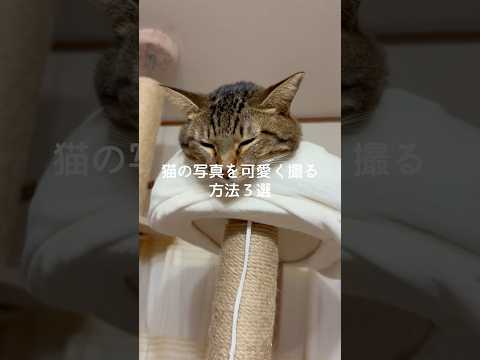 猫の写真を可愛く撮る方法3選 猫 ねこ 猫好きさんと繋がりたい 猫のいる暮らし 猫動画 ねこ動画 雑学 豆知識 VOI… サムネイル