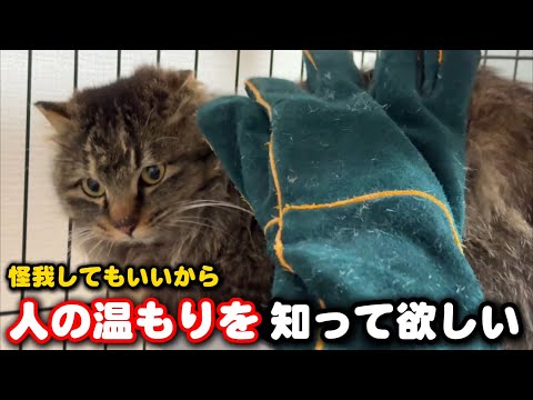 6年間捕まらなかった猫を撫でてあげたい サムネイル