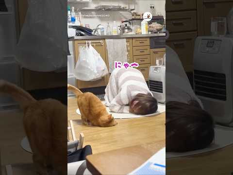 酔っぱらいと猫が通じ合ってる🤣｜PECO サムネイル