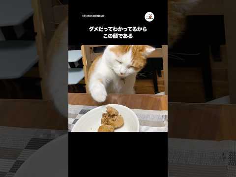 悪いってわかってる時の顔である｜PECO サムネイル