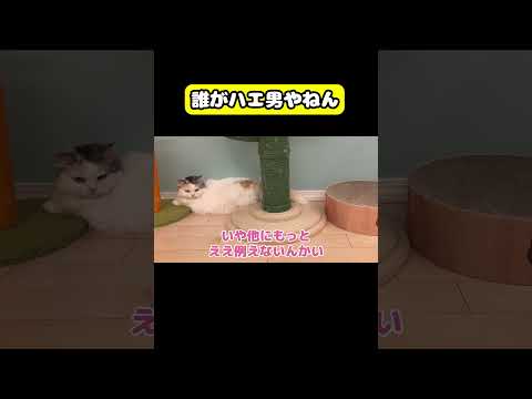 誰がハエ男やねん　猫 おもしろ アテレコ ニャンチューバーつくし