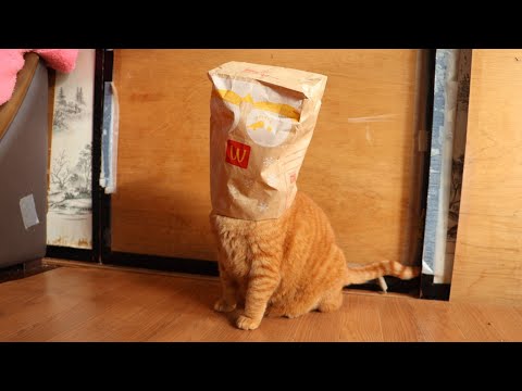 マクドナルドの袋と猫　251218