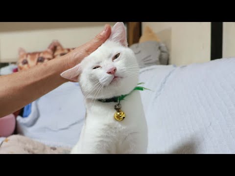 しらたまをなでなで　251221