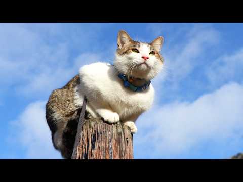 てっぺんのさばたろう　260608 サムネイル