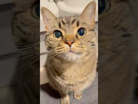 【天使】可愛すぎるスコティッシュに、飼主悶絶www cat 猫