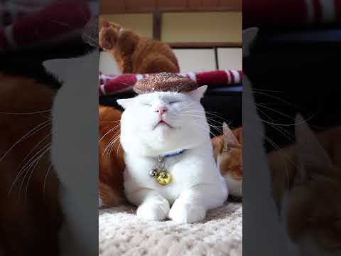 しいたけ　260123　のせ猫　 cat 猫のいる暮らし ネコ　 cute　 ねこ　 猫のいる生活　 cutecat… サムネイル