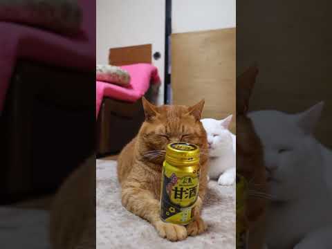 金の香る甘酒　260116　 のせ猫　甘酒　 cat cute ネコ　 猫のいる暮らし　 ねこ　 cutecat　 猫… サムネイル