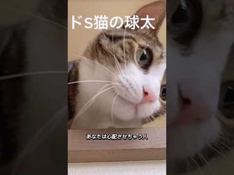 失敗の連続で心配ばかりcats shorts 球太 サムネイル
