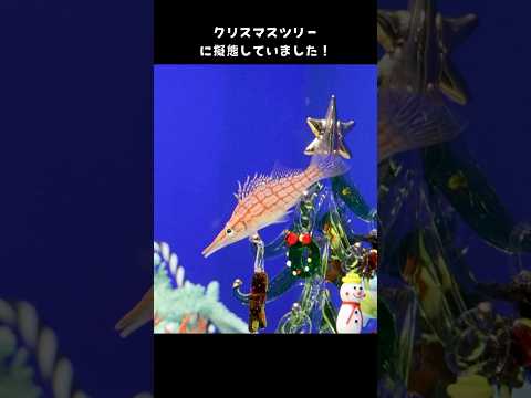 【クダゴンベ】クリスマスツリーに擬態するクダゴンベ【サンシャイン水族館】#shorts #水族館 サムネイル