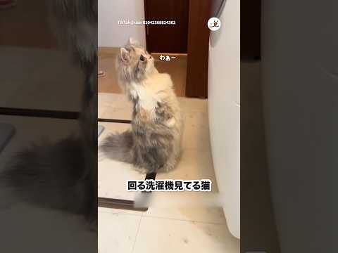 回ってる洗濯機を立って見る猫｜PECO サムネイル