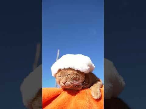 しろぼう　260201　のせ猫　帽子　 cat cute ねこ 猫のいる暮らし　 cutecat　 ネコ　 kitty… サムネイル