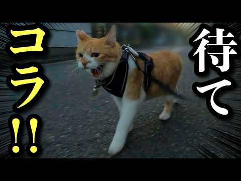 【緊迫】野良猫を見つけた瞬間に追跡開始！でも家では甘えん坊な猫の一日 サムネイル
