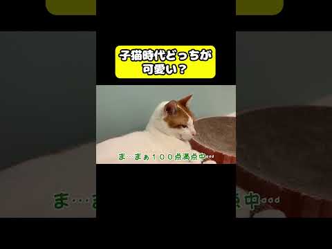 子猫時代どっちがかわいい？　猫 おもしろ アテレコ ニャンチューバーつくし サムネイル