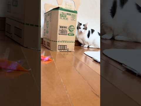 「秀吉」パカッ