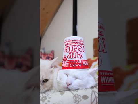 あっさりおいしいカップヌードル　260209　のせ猫　 cat ねこ cute　 猫のいる暮らし　 ネコ　 kitte… サムネイル