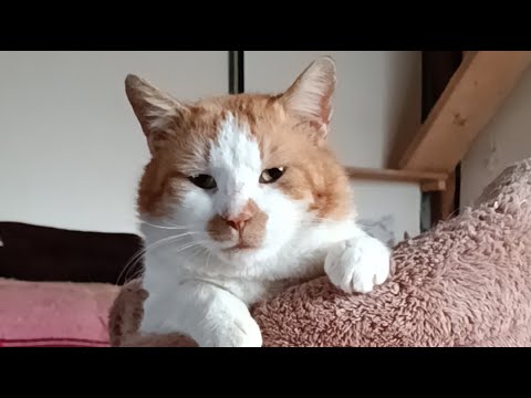 昭和の日 しょぼ がライブ配信中！　2026年4月29日 サムネイル