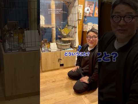猫好きなパパさんに内緒で子猫を迎えたら…|PECO