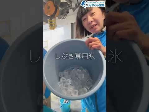 水族館飼育員のゆるゆるVlog①＠しながわ水族館【海獣】 サムネイル
