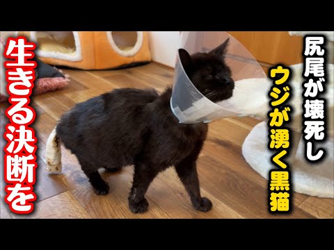 顔は陥没、尻尾にウジ虫が湧く黒猫について大きな決断をしました