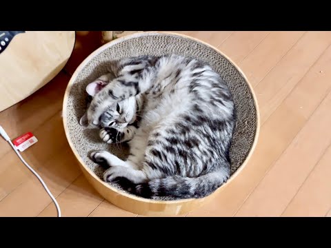 ちゃびくんとぎんちゃんが突然喧嘩！その時あいちゃんは... サムネイル