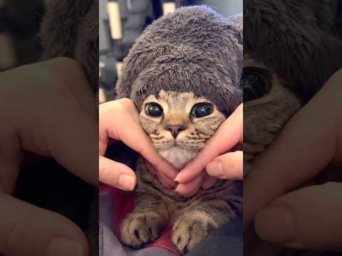 大暴れ子猫を毛布で包んだら、可愛すぎて優勝!! cat 猫