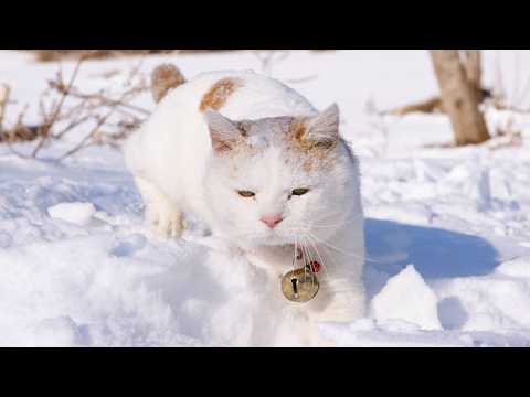 うずまきLIVE配信？　放置？　　2026年3月15日 サムネイル