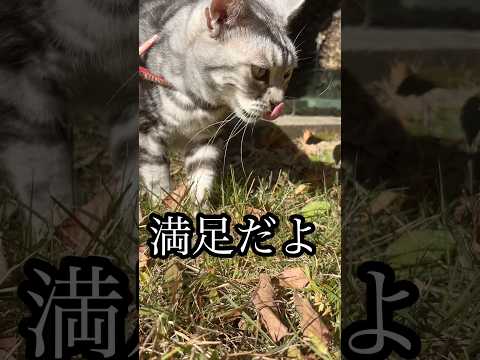 満足だよ 猫 cat 散歩 食べ放題 猫草 ブュッフェ たろあ サムネイル