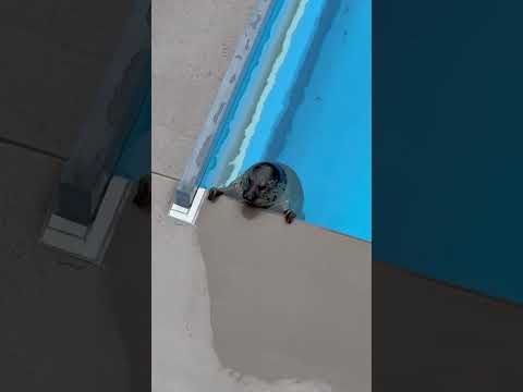 なにかを見つめています❤　ゴマフアザラシ　加茂水族館　shorts