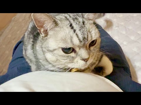 あいちゃんと愉快な仲間たち。 サムネイル