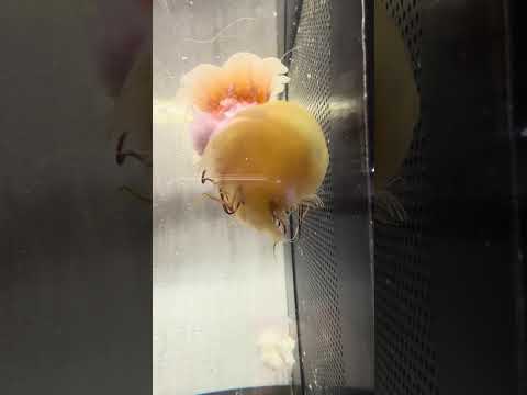 バックヤードのキタユウレイクラゲ（学名: Cyanea capillata）。傘径5cmほどが数個体。同じ種なのに色と…