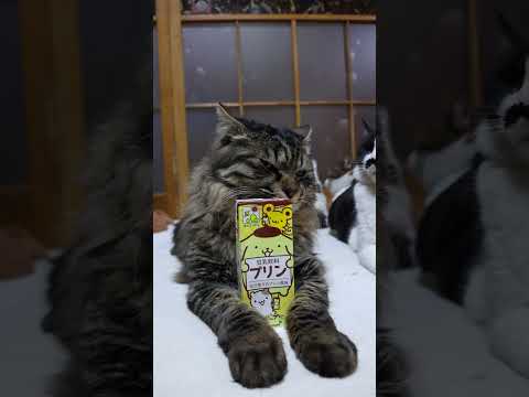 豆乳飲料 プリン　260513　 cat のせ猫 cute　 豆乳飲料 kitty ネコ　 プリンき kitten ポ… サムネイル