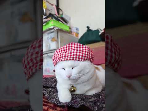 ギンガムチェック帽　260419　のせ猫　 cat　 cute　 猫のいる暮らし　 ねこ　 ネコ　 猫　 猫のいる生活… サムネイル