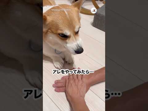 アレをやってみた瞬間、豹変しちゃって…｜PECO サムネイル