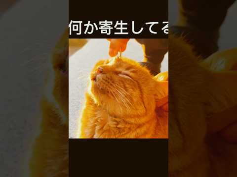 猫の頭に何か寄生している！There’s something parasitic on the cat’s head! サムネイル