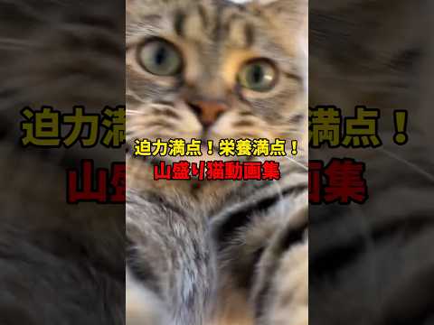 山盛り猫モリモリだぁ〜😘 サムネイル