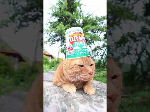 あっさりおいしいカップヌードル チリトマト 260714 cat のせ猫 cute kitten チリトマ…