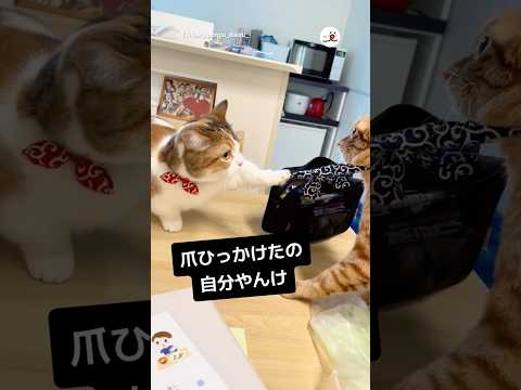 自分で引っかけてブチギレてる｜PECO サムネイル