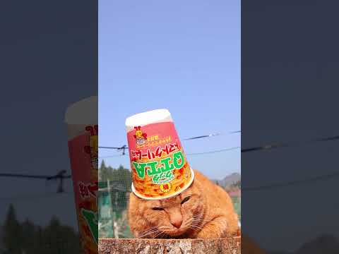 QTTA トマトクリーム味　260614　 cat のせ猫 cute　 QTTA トマトクリーム味 トマトクリーム味c… サムネイル