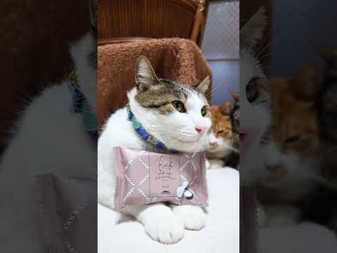ティータイムブレッド チョコラスク　260503　 cat のせ猫 cute　 ラスク 猫のいる暮らし シャトレーゼ… サムネイル
