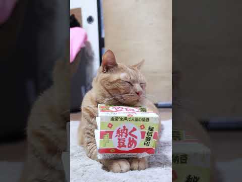 くめ納豆　251220　#のせ猫　#納豆 #cat #cute #ねこ　 #猫のいる暮らし　 #ネコ　 #kitty…