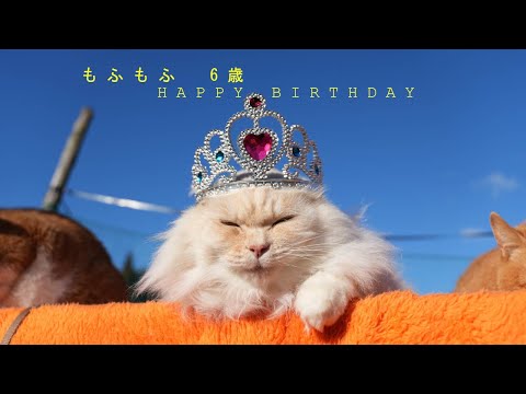 もふもふ　6歳　HAPPY BIRTHDAY　251220