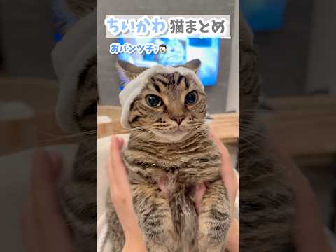 「ちいかわ」猫が可愛すぎて笑いが止まらない...www cat 猫 サムネイル