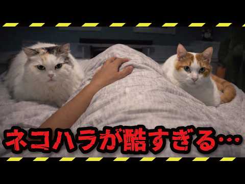 深夜のネコハラが酷すぎてもう限界です… サムネイル