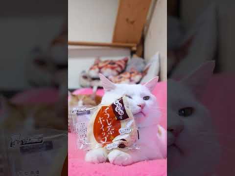 もちもち堂 ほうじ茶＆ホイップ　260415　のせ猫　 cat　 cute　 kitten　 cutecat　 ネコ…