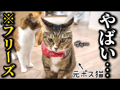 元ボス猫を家族に迎えたらやられそうになるとすぐフリーズして気配を消すデカいだけの気弱猫でした サムネイル