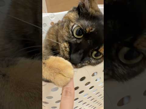 モモとママの遊び🐱 shorts サムネイル