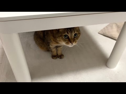 君はそれでも隠れているつもりかい？？ サムネイル