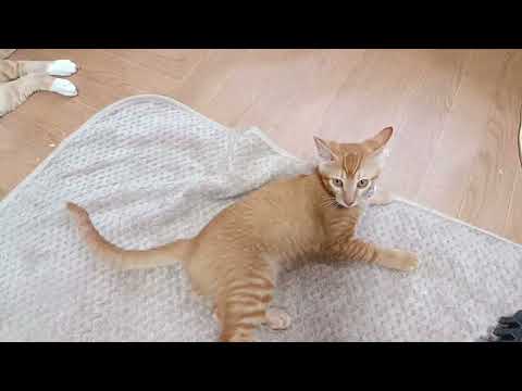 茶虎子猫 もふおがライブ配信中! 2026年7月10日 のハイライト 1:48:40 - 1:53:39
